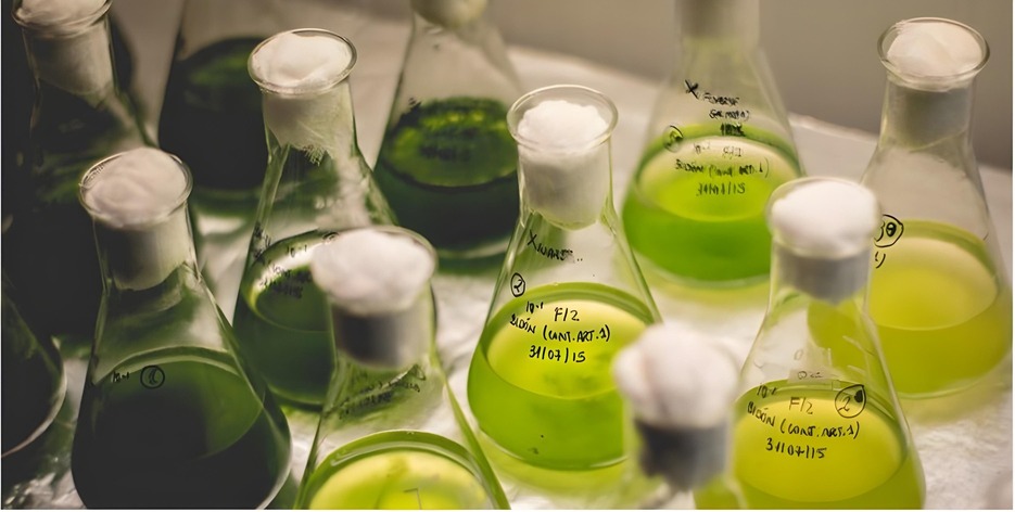 Determinación de la toxicidad algal según ISO 8692.